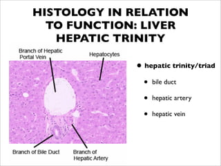 HISTOLOGY IN RELATION
  TO FUNCTION: LIVER
   HEPATIC TRINITY

             • hepatic trinity/triad
               • bile duct
               • hepatic artery
               • hepatic vein
 
