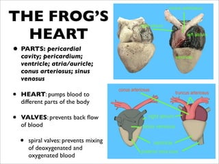 THE FROG’S
  HEART
• PARTS: pericardial
    cavity; pericardium;
    ventricle; atria/auricle;
    conus arteriosus; sinus
    venosus

•   HEART: pumps blood to
    different parts of the body

•   VALVES: prevents back ﬂow
    of blood

    •   spiral valves: prevents mixing
        of deoxygenated and
        oxygenated blood
 