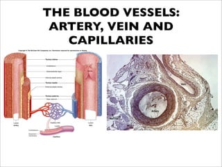 THE BLOOD VESSELS:
 ARTERY, VEIN AND
   CAPILLARIES
 