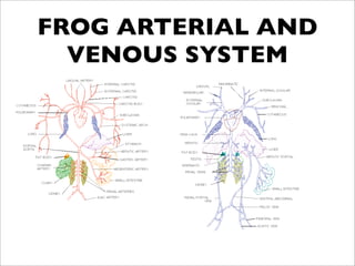 FROG ARTERIAL AND
  VENOUS SYSTEM
 