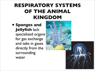 RESPIRATORY SYSTEMS
   OF THE ANIMAL
      KINGDOM
• Sponges and
 Jellyﬁsh lack
 specialized organs
 for gas exchange
 and take in gases
 directly from the
 surrounding
 water
 