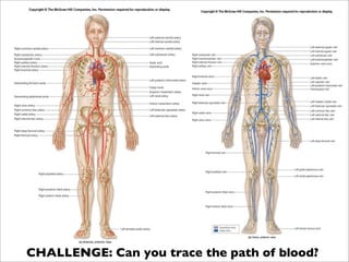 CHALLENGE: Can you trace the path of blood?
 