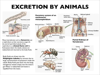 EXCRETION BY ANIMALS
                                               Excretory system of an
                                               earthworm:
                                               metanephridium




Many invertebrates such as ﬂatworms use                                 Paired Kidneys of
a nephridium as their excretory organ. At                               Vertebrates
the end of each blind tubule of the
nephridium is a ciliated ﬂame cell. As
ﬂuid passes down the tubule, solutes are
reabsorbed and returned to the body ﬂuids.


Body ﬂuids are drawn into the
Malphigian tubules by osmosis due to
large concentrations of potassium inside the
tubule. Body ﬂuids pass back into the body,
nitrogenous wastes empty into the insect's
gut. Water is reabsorbed and waste is
expelled from the insect.
 