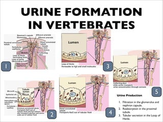 URINE FORMATION
     IN VERTEBRATES


1             3



                  Urine Production
                                                   5
                  
 1.
 Filtration in the glomerulus and
                        nephron capsule.
                  
 2.
 Reabsorption in the proximal

       2      4         tubule.
                  
 3.
 Tubular secretion in the Loop of
                        Henle.
 