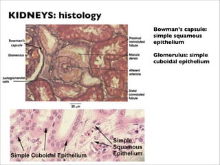 KIDNEYS: histology
                     Bowman’s capsule:
                     simple squamous
!"#$%&'()
 *%+(,-.)
                     epithelium

                     Glomerulus: simple
                     cuboidal epithelium
 