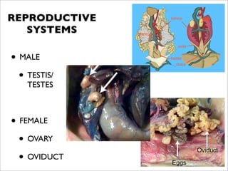 REPRODUCTIVE
   SYSTEMS

• MALE
  • TESTIS/
    TESTES



• FEMALE
  • OVARY
  • OVIDUCT
 