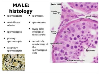 MALE:
     histology
•   spermatocysts   •   spermatids

•   seminiferous    •   spermatozoa
    tubules
                    •   leydig cells:
•   spermatogonia       synthesis of
                        testosterone
•   primary
    spermatocytes   •   sertoli cells:
                        nourishment of
•   secondary           the
                        spermatogenic
    spermatocytes
                        cells
 