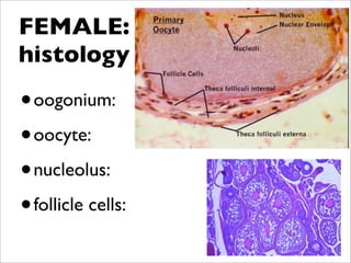 FEMALE:
histology

• oogonium:
• oocyte:

• nucleolus:
• follicle cells:
 