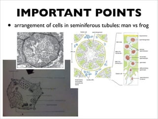 IMPORTANT POINTS
•   arrangement of cells in seminiferous tubules: man vs frog
 