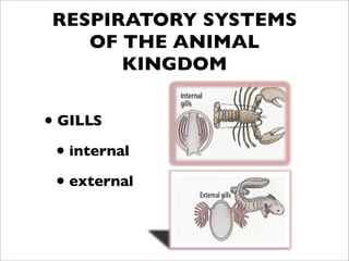 RESPIRATORY SYSTEMS
    OF THE ANIMAL
       KINGDOM


• GILLS
  • internal
  • external
 