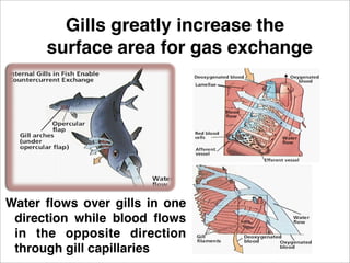 Gills greatly increase the
      surface area for gas exchange




Water ﬂows over gills in one
 direction while blood ﬂows
 in the opposite direction
 through gill capillaries
 
