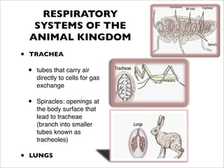 RESPIRATORY
     SYSTEMS OF THE
    ANIMAL KINGDOM
•   TRACHEA

    •   tubes that carry air
        directly to cells for gas
        exchange

    •   Spiracles: openings at
        the body surface that
        lead to tracheae
        (branch into smaller
        tubes known as
        tracheoles)

•   LUNGS
 