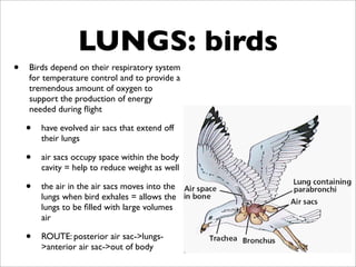 LUNGS: birds
•   Birds depend on their respiratory system
    for temperature control and to provide a
    tremendous amount of oxygen to
    support the production of energy
    needed during ﬂight

    •   have evolved air sacs that extend off
        their lungs

    •   air sacs occupy space within the body
        cavity = help to reduce weight as well

    •   the air in the air sacs moves into the
        lungs when bird exhales = allows the
        lungs to be ﬁlled with large volumes
        air

    •   ROUTE: posterior air sac->lungs-
        >anterior air sac->out of body
 