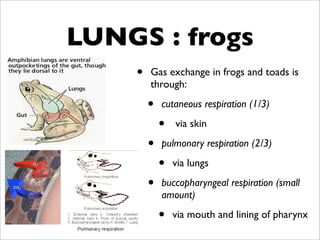 LUNGS : frogs
    •   Gas exchange in frogs and toads is
        through:

        •   cutaneous respiration (1/3)

            •   via skin

        •   pulmonary respiration (2/3)

            •   via lungs

        •   buccopharyngeal respiration (small
            amount)

            •   via mouth and lining of pharynx
 