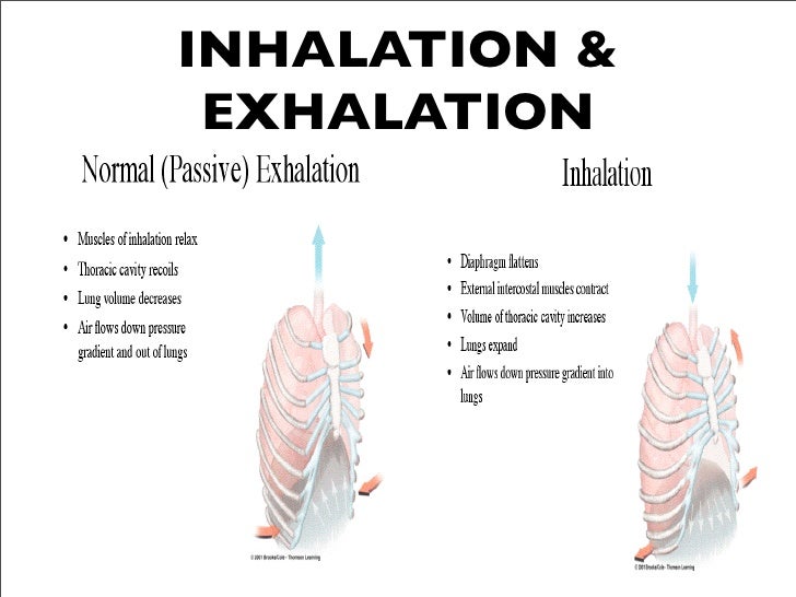 Output Exhale Output Exhale
