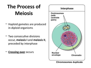 The Human life cycle and Cell Division - Mitosis and Meiosis | PPTX