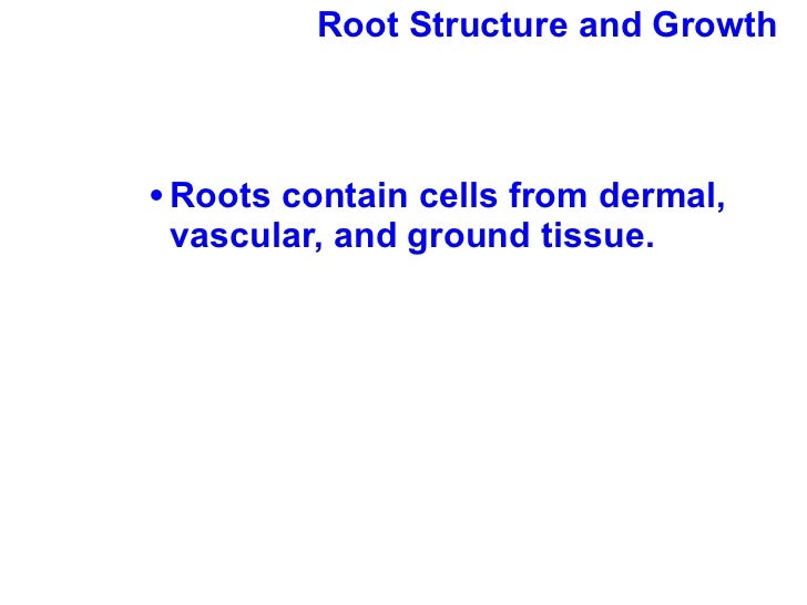 Root Structure And Growth Worksheet Answers - Nidecmege