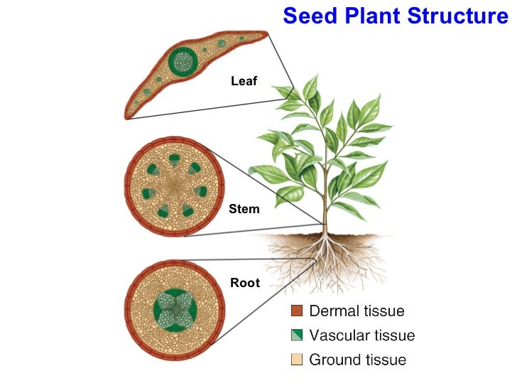 and what stem plot leaf is s Stems, Lecture Roots, Leaves 23 Chapter and what stem plot leaf is s Stems, Lecture Roots, Leaves 23 Chapter