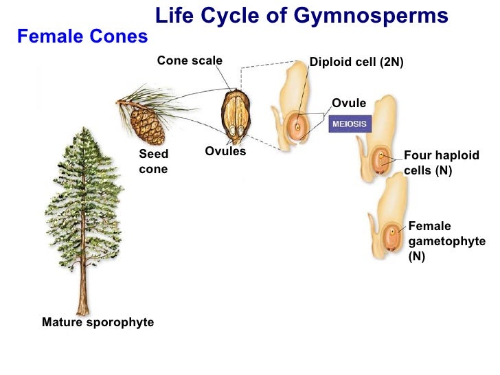Chapter 24 lecture Seeds