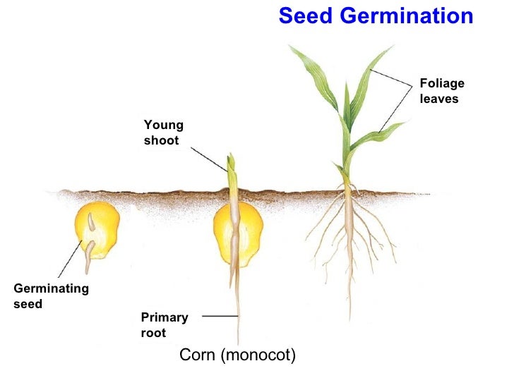 Chapter 24 lecture Seeds