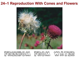 24–1 Reproduction With Cones and Flowers
Freedom from water
 