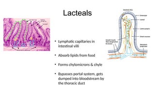 Bio250-20 Human Lymphatic System Lecture | PPTX