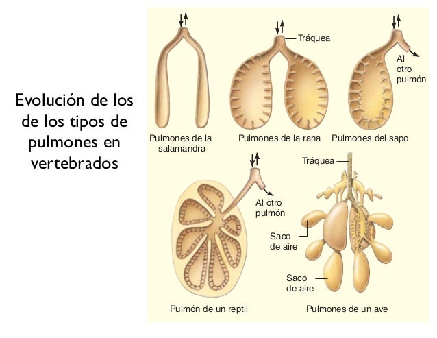 Resultado de imagen de evolucion de los pulmones en vertebrados