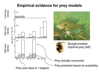 Empirical evidence for prey models
Bluegill predator
Daphnia prey (left)
Prey size class (I = largest)
Prey actually consumed
Prey predicted based on availability
Low
prey
density
High
prey
density
High
prey
density
 