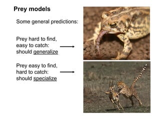 Prey easy to find,
hard to catch:
should specialize
Prey hard to find,
easy to catch:
should generalize
Prey models
Some general predictions:
 