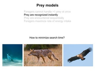 Foragers cannot handle >1 prey at once
Prey are recognized instantly
Prey are encountered sequentially
Foragers maximize rate of energy intake
Prey models
How to minimize search time?
 