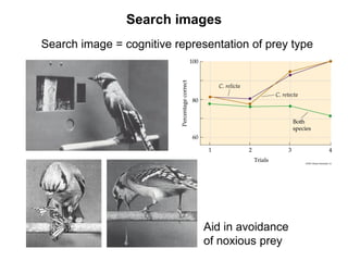 Search image = cognitive representation of prey type
Search images
Aid in avoidance
of noxious prey
 
