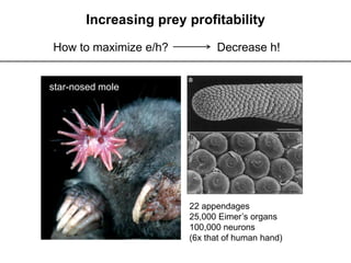 Increasing prey profitability
How to maximize e/h? Decrease h!
22 appendages
25,000 Eimer’s organs
100,000 neurons
(6x that of human hand)
star-nosed mole
 