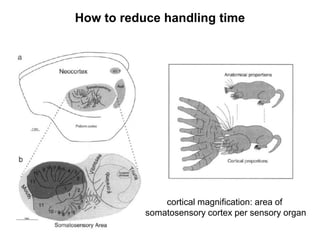 How to reduce handling time
cortical magnification: area of
somatosensory cortex per sensory organ
 