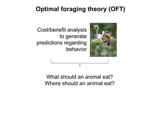 Cost/benefit analysis
to generate
predictions regarding
behavior
Optimal foraging theory (OFT)
What should an animal eat?
Where should an animal eat?
 