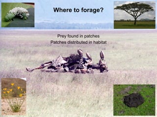 Where to forage?
Prey found in patches
Patches distributed in habitat
 