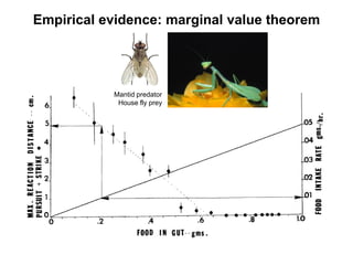 Empirical evidence: marginal value theorem
Mantid predator
House fly prey
 