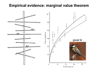 Empirical evidence: marginal value theorem
great tit
 