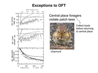 Central place foragers
violate patch laws
Exceptions to OFT
Collect loads
before returning
to central place
chipmunk
 