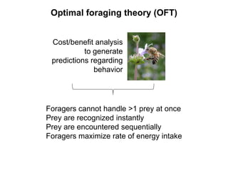 Cost/benefit analysis
to generate
predictions regarding
behavior
Optimal foraging theory (OFT)
Foragers cannot handle >1 prey at once
Prey are recognized instantly
Prey are encountered sequentially
Foragers maximize rate of energy intake
 