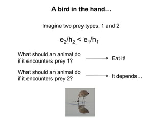 A bird in the hand…
Imagine two prey types, 1 and 2
e2/h2 < e1/h1
What should an animal do
if it encounters prey 1? Eat it!
What should an animal do
if it encounters prey 2? It depends…
 