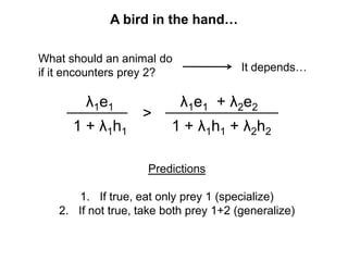 A bird in the hand…
What should an animal do
if it encounters prey 2? It depends…
Predictions
1. If true, eat only prey 1 (specialize)
2. If not true, take both prey 1+2 (generalize)
λ1e1
1 + λ1h1
>
λ1e1 + λ2e2
1 + λ1h1 + λ2h2
 