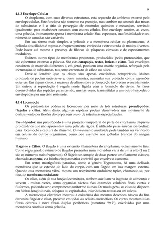 9
4.1.3 Envelope Celular
       O citoplasma, com suas diversas estruturas, está separado do ambiente externo pelo
envelope celular. Este funciona não somente na proteção, mas também no controle das trocas
de substâncias e é o sítio de percepção de estímulos químicos e mecânicos, servindo
igualmente, para estabelecer contatos com outras células. Este envelope contém, às vezes,
uma película, intimamente aposta à membrana celular. Sua espessura, sua flexibilidade e seu
número de camadas são variáveis.
       Em sua forma mais simples, a película é a membrana celular ou plasmalema. A
película dos ciliados é espessa e, freqüentemente, enrijecida e estruturada de modos diversos.
Pode haver até mesmo a presença de fileiras de plaquetas elevadas e de espessamentos
modulares.
       Existem outros tipos de membranas protetoras, produzidas pelos protozoários, que
são coberturas externas à película. São elas carapaças, testas, lóricas e cistos. Tais envelopes
consistem de materiais diferentes e, em geral, possuem uma matriz orgânica, reforçada pela
incrustação de substâncias, tais como carbonato de cálcio ou sílica.
       Deve-se lembrar que os cistos são apenas envoltórios temporários. Muitos
protozoários podem encistar-se e, dessa maneira, aumentar sua proteção contra agressões
externas. Em alguns casos, a escassez de alimentos e a dessecação favorecem o encistamento.
Em outros, a reprodução é regularmente ligada com a formação de cistos. As fases
desenvolvidas das espécies parasitas são, muitas vezes, transmitidas a um outro hospedeiro
envelopadas por um cisto resistente.

4.1.4 Locomoção
       Os protozoários podem se locomover por meio de três estruturas: pseudópodos,
flagelos e cílios. Além disso, algumas espécies podem desenvolver um movimento de
deslizamento por flexões do corpo, sem o uso de estruturas especializadas.

Pseudópodos: um pseudópodo é uma projeção temporária de parte do citoplasma daqueles
protozoários que não apresentam uma película rígida. É utilizado pelas amebas (sarcodina)
para locomoção e captura de alimento. O movimento amebóide pode também ser verificado
em células de outros organismos, como por exemplo nos glóbulos brancos do sangue
humano.

Flagelos e Cílios: O flagelo é uma extensão filamentosa do citoplasma, extremamente fina.
Como regra geral, o número de flagelos presentes num indivíduo varia de um a oito (1 ou 2
são os números mais freqüentes). O flagelo se compõe de duas partes: um filamento elástico,
chamado axonema, e a bainha citoplasmática contrátil que envolve o axonema.
        Em certos mastigóforas parasitas, como o gênero Trypanosoma, há uma delicada
membrana que se estende do lado do corpo, com um flagelo em sua margem externa.
Quando esta membrana vibra, mostra um movimento ondulante típico, chamando-se, por
isso, de membrana ondulante.
        Os cílios, além de sua função locomotora, também auxiliam na ingestão de alimentos e
servem , muitas vezes, como organelas tácteis. São extensões celulares finas, curtas e
filiformes, podendo ser o comprimento uniforme ou não. De modo geral, os cílios se dispõem
em fileiras longitudinais, oblíquas ou espiraladas, inseridos em arestas ou em sulcos.
        A microscopia eletrônica mostrou a existência dos mesmos desenhos básicos da fina
estrutura flagelar e ciliar, presente em todas as células eucarióticas. Os cortes mostram duas
fibras centrais e nove fibras duplas periféricas (estrutura "9+2"), envolvidas por uma
membrana contínua como película.
 