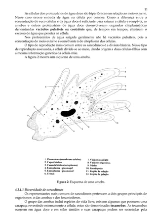 11
      As células dos protozoários de água doce são hipertônicas em relação ao meio externo.
Nesse caso ocorre entrada de água na célula por osmose. Como a diferença entre a
concentração do suco celular e da água doce é suficiente para saturar a célula e rompê-la, as
amebas e outros protozoários de água doce desenvolveram organelas citoplasmáticas
denominadas vacúolos pulsáteis ou contráteis que, de tempos em tempos, eliminam o
excesso de água que penetra na célula.
      Nos protozoários de água salgada geralmente não há vacúolos pulsáteis, pois a
concentração do meio externo é semelhante à do citoplasma das células.
      O tipo de reprodução mais comum entre os sarcodíneos é a divisão binária. Nesse tipo
de reprodução assexuada, a célula divide-se ao meio, dando origem a duas células-filhas com
a mesma informação genética da célula-mãe.
      A figura 2 mostra um esquema de uma ameba.




                             Figura 2: Esquema de uma ameba.

4.3.1.1 Diversidade de sarcodíneos
        Os representantes mais comuns de sarcodíneos pertencem a dois grupos principais de
organismos: o das amebas e dos foraminíferos.
        O grupo das amebas inclui espécies de vida livre, existem algumas que possuem uma
carapaça revestindo externamente a célula: estas são denominadas tecamebas. As tecamebas
ocorrem em água doce e em solos úmidos e suas carapaças podem ser secretadas pela
 