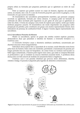 12
própria célula ou formadas por pequenas partículas que se aglutinam ao redor de suas
células.
       Entre as espécies que podem ocorrer no corpo do homem, algumas são parasitas,
outras, no entanto, não o são. É o caso da Entamoeba gengivalis, que ocorre na gengiva, e o da
Entamoeba coli, que ocorre no intestino.
       Os foraminíferos são sarcodíneos principalmente marinhos, que possuem carapaça
secretada ou aglutinada, formada por várias câmaras. A carapaça pode ser formada de
carbonato de cálcio secretado pelo organismo ou por grãos de areia que se aglutinam ao
redor da célula. A forma da carapaça varia muito de espécie para espécie, sendo que muitas
lembram pequenos caracóis. Os foraminíferos são muito importantes nas pesquisas sobre
prospecção de petróleo, pois constituem um grupo com muitos representantes fósseis, bons
indicadores da presença de combustível fóssil. A figura 3 mostra alguns representantes dos
sarcodíneos.

4.3.1.2 Sarcodíneos Parasitas do Homem
        Dentre os sarcodíneos, apenas no grupo das amebas existem espécies parasitas,
destacando-se duas que parasitam o intestino do homem: a Entamoeba histolytica e a
Endolimax nana.
        A Entamoeba histolytica causa a disenteria amebiana (amebíase), caracterizada por
diarréias mucosas e fezes sanguinolentas.
        Indivíduos dessa espécie têm a capacidade de se encistar, sendo liberados nesta forma
pelas fezes do homem. Estes cistos são resistentes, permitindo a manutenção do parasita por
longos períodos fora do corpo do hospedeiro. Ao comer frutas ou verduras mal lavadas ou
beber água contaminada, o homem pode ingerir esses cistos, que então se rompem liberando
os protozoários e que se instalam na mucosa intestinal causando lesões. A profilaxia dessa
doença deve ser feita através de medidas de saneamento básico e higiênicas.
        Endolimax nana é um parasita intestinal que provoca dores abdominais, diarréia,
vômitos e fadiga. O parasita é adquirido pela ingestão de alimentos contaminados.




Figura 3: Esquemas de representantes de grupos de sarcodíneos: heliozoário (a), foraminífero (b), ameba (c,d,e)
                                              e tecameba (f).
 