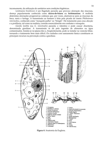 14
incomumente, da utilização de sanitários sem condições higiênicas.
       Leishmania brasiliensis é um flagelado parasita que provoca ulceração das mucosas,
doença popularmente conhecida como úlcera-de-bauru ou leishmaniose. A moléstia
determina ulcerações progressivas cutâneas que, por vezes, alastram-se para as mucosas da
boca, nariz e faringe. A transmissão ao homem é feita pela picada do inseto Phlebotomus
intermedius, conhecido como "mosquito-palha" ou "birigüi". Há tratamento para essa afecção
e a profilaxia, tal como na malária, consiste essencialmente em combater o mosquito.
       Giardia lamblia (ou G. intestinalis) parasita o intestino e pode causar disenteria,
denominada giardíase. A transmissão se dá pela ingestão de alimentos ou água
contaminados. Instala-se no jejuno-íleo e, freqüentemente, pode se instalar na vesícula biliar,
tornando o tratamento bem mais difícil. Os cuidados com saneamento básico constituem os
principais recursos na prevenção contra a giardíase.




                               Figura 4: Anatomia da Euglena.
 