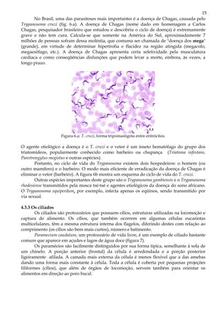 15
      No Brasil, uma das parasitoses mais importantes é a doença de Chagas, causada pelo
Trypanosoma cruzi (fig. 6.a). A doença de Chagas (nome dado em homenagem a Carlos
Chagas, pesquisador brasileiro que estudou e descobriu o ciclo de doença) é extremamente
grave e não tem cura. Calcula-se que somente na América do Sul, aproximadamente 7
milhões de pessoas sofram dessa moléstia, que costuma ser chamada de "doença dos mega"
(grande), em virtude de determinar hipertrofia e flacidez na região atingida (megacolo,
megaesôfago, etc.). A doença de Chagas apresenta certa seletividade pela musculatura
cardíaca e como conseqüências disfunções que podem levar a morte, embora, às vezes, a
longo prazo.




                    Figura 6.a: T. cruzi, forma tripomastigota entre eritrócitos.

O agente etiológico a doença é o T. cruzi e o vetor é um inseto hematófago do grupo dos
triatomídeos, popularmente conhecido como barbeiro ou chupança (Triatoma infestans,
Panstrongylus megistus e outras espécies).
       Portanto, no ciclo de vida do Trypanosoma existem dois hospedeiros: o homem (ou
outro mamífero) e o barbeiro. O modo mais eficiente de erradicação da doença de Chagas é
eliminar o vetor (barbeiro). A figura 6b mostra um esquema do ciclo de vida do T. cruzi.
       Outras espécies importantes deste grupo são o Trypanosoma gambiensis e o Trypanosoma
rhodesiense transmitidos pela mosca tsé-tsé e agentes etiológicos da doença do sono africano.
O Trypanosoma equiperdum, por exemplo, infecta apenas os eqüinos, sendo transmitido por
via sexual.

4.3.3 Os ciliados
        Os ciliados são protozoários que possuem cílios, estruturas utilizadas na locomoção e
captura de alimento. Os cílios, que também ocorrem em algumas células eucariotas
multicelulares, têm a mesma estrutura interna dos flagelos, diferindo destes com relação ao
comprimento (os cílios são bem mais curtos), número e batimento.
        Paramecium caudatum, um protozoário de vida livre, é um exemplo de ciliado bastante
comum que aparece em açudes e lagos de água doce (figura 7).
        Os paramécios são facilmente distinguidos por sua forma típica, semelhante à sola de
um chinelo. A porção anterior (frontal) da célula é arredondada e a porção posterior
ligeiramente afilada. A camada mais externa da célula é menos flexível que a das amebas
dando uma forma mais constante à célula. Toda a célula é coberta por pequenas projeções
filiformes (cílios), que além de órgãos de locomoção, servem também para orientar os
alimentos em direção ao poro bucal.
 
