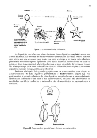 24




                           Figura 11: Animais radiados e bilatérias.

       A disposição em tubo com duas aberturas (trato digestivo completo) ocorre nos
demais bilatérias. No decorrer do desenvolvimento embrionário, esse tubo começa com um
saco aberto em um só ponto; mais tarde, esse saco se alonga e se forma outra abertura,
geralmente no extremo oposto à primeira. Uma dessas aberturas desenvolve-se em boca e a
outra em ânus. A passagem de alimento estabelece-se num só sentido: da boca para o ânus.
No tubo que surge entre esses dois orifícios ocorre a diferenciação de regiões com funções
específicas (faringe, esôfago, estômago e intestino).
       Podemos distinguir dois grandes grupos entre os eumetazoários, com relação ao
desenvolvimento do tubo digestivo: protostômios e deuterostômios (figura 12). Nos
protostômios, a primeira abertura do tubo digestivo, surgida durante o desenvolvimento
embrionário, diferencia-se em boca e, nos deuterostômios, em ânus. São protostômios os
nemátodas, anelídeos, moluscos e artrópodes; são deuterostômios os equinodermos e
cordados.




               Figura 12: Esquema da origem da boca e do ânus nos metazoários.
 