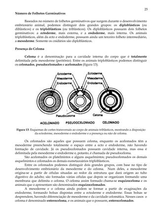 25
Número de Folhetos Germinativos

       Baseados no número de folhetos germinativos que surgem durante o desenvolvimento
embrionário animal, podemos distinguir dois grandes grupos: os diploblásticos (ou
diblásticos) e os triploblásticos (ou triblásticos). Os diploblásticos possuem dois folhetos
germinativos: a ectoderme, mais externa, e a endoderme, mais interna. Os animais
triploblásticos, além da ecto e endoderme, possuem ainda um terceiro folheto intermediário,
a mesoderme. Somente os cnidários são diploblásticos.

Presença do Celoma

       Celoma é a denominação para a cavidade interna do corpo que é totalmente
delimitada pela mesoderme (peritônio). Entre os animais triploblásticos podemos distinguir
os celomados, pseudocelomados e acelomados (figura 13).




 Figura 13: Esquemas de cortes transversais ao corpo de animais triblásticos, mostrando a disposição
               da ectoderme, mesoderme e endoderme e a presença ou não de celoma.

       Os celomados são aqueles que possuem celoma, enquanto os acelomados têm a
mesoderme preenchendo totalmente o espaço entre a ecto e endoderme, não havendo
formação de cavidade. Já os pseudocelomados possuem cavidade interna, mas essa é
delimitada pela mesoderme e endoderme e, potanto, é chamada de pseudoceloma.
       São acelomados os platelmintos e alguns asquelmintos; pseudocelomados os demais
asquelmintos e celomados os demais eumetazoários triploblásticos.
       Entre os celomados podemos distinguir dois grandes grupos, com base no tipo de
desenvolvimento embrionário da mesoderme e do celoma. Num deles, a mesoderme
origina-se a partir de células situadas ao redor da estrutura que dará origem ao tubo
digestivo do adulto; são formadas várias células que depois se organizam formando uma
membrana que delimita o celoma. O celoma assim formado chama-se esquizoceloma e os
animais que o apresentam são denominados esquizocelomados.
       A mesoderme e o celoma ainda podem se formar a partir de evaginações da
endoderme, formando bolsas dispostas entre a ectoderme e endoderme. Essas bolsas se
desprendem, havendo diferenciação de mesoderme e da cavidade celomática. Nesses casos o
celoma é denominado enteroceloma, e os animais que o possuem, enterocelomados.
 