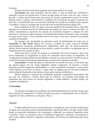 30
do grupo.
       Existem três tipos estruturais segundo este arranjo interno de canais :
       Asconóides: tipo mais primitivo, não há canais. A área revestida por coanócitos é
reduzida e ocorre um grande átrio. O fluxo de água pode ser lento, uma vez, que o átrio é
grande e contém água demais para que possa ser levada rapidamente através do ósculo.
Quanto maior a esponja, mais intenso é o problema do movimento de água. O aumento do
átrio não é acompanhado por um aumento suficiente da camada de coanócitos para superar
o problema. Assim, as esponjas tipo Ascon são invariavelmente pequenas (figura 16).
       Esses problemas de fluxo de água e área de superfície das esponjas foram superados
durante sua evolução através do dobramento da parede do corpo e redução do átrio. As
dobras aumentaram a superfície da camada de coanócitos enquanto a redução do átrio
diminuiu o volume de água circulante. O resultado final dessas mudanças é uma circulação
de água muito maior e mais eficiente através do corpo. Com isso é possível um grande
aumento de tamanho.
       As esponjas que apresentam os primeiros sinais de dobramento do corpo são as
siconóides ou tipo Sycon (figura 15). Nessas, a parede do corpo tornou-se dobrada
horizontalmente formando protuberâncias digitiformes. Esse tipo de desenvolvimento
produz bolsas externas estendendo-se para dentro a partir do exterior e evaginações que se
estendem para fora a partir do átrio.
       Nesse tipo mais evoluído de esponja, os coanócitos não mais revestem o átrio, mas
ficam confinados às evaginações as quais são chamadas canais radias ou flagelados. As
invaginações correspondentes da pinacoderme chamam-se canais aferentes. Os dois canais se
comunicam através de aberturas, equivalentes aos poros das esponjas asconóides.
       Leuconóides: O mais alto grau de dobramento da parede do corpo ocorre neste tipo
de esponja (figura 16). Os canais flagelados sofrem evaginações de maneira a formar
pequenas câmaras flageladas arredondadas e o átrio usualmente desaparece, exceto pelos
canais hídricos que levam ao ósculo. A água entra na esponja através dos poros dérmicos
provavelmente localizados entre células e passa pelos espaços subdérmicos.
       Muitas esponjas (a maioria) são constituídas segundo a arquitetura leuconóides, fato
que põe em evidência a eficácia desse tipo de estrutura. As esponjas leuconóides são
compostas por uma massa de câmaras flageladas e canais hídricos e podem atingir um
tamanho considerável.

1.4 Fisiologia

      Os aspectos fisiológicos dos poríferos são muito dependentes da corrente de água que
fluem através do organismo. O volume de água que passa é extremamente alto. O ósculo é
regulado de forma a diminuir ou até parar o fluxo.


Digestão:

      O hábito filtrador envolve necessariamente a formação de uma corrente unidirecional
de água, que entra pelos poros trazendo alimentos, circula pelo átrio e sai pelo ósculo. Desta
forma as partículas alimentares são capturadas e filtradas nas câmaras flageladas pelos
coanócitos. Tanto os coanócitos como os amebócitos fagocitam o alimento e transferem-no
para outras células. Portanto a digestão é intracelular. Os detritos são eliminados pelo fluxo
de água.
 