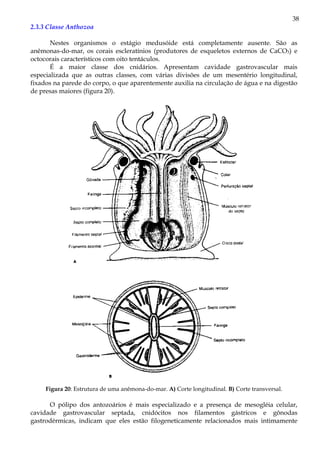 38
2.3.3 Classe Anthozoa

       Nestes organismos o estágio medusóide está completamente ausente. São as
anêmonas-do-mar, os corais escleratínios (produtores de esqueletos externos de CaCO3) e
octocorais característicos com oito tentáculos.
       É a maior classe dos cnidários. Apresentam cavidade gastrovascular mais
especializada que as outras classes, com várias divisões de um mesentério longitudinal,
fixados na parede do corpo, o que aparentemente auxilia na circulação de água e na digestão
de presas maiores (figura 20).




     Figura 20: Estrutura de uma anêmona-do-mar. A) Corte longitudinal. B) Corte transversal.

      O pólipo dos antozoários é mais especializado e a presença de mesogléia celular,
cavidade gastrovascular septada, cnidócitos nos filamentos gástricos e gônodas
gastrodérmicas, indicam que eles estão filogeneticamente relacionados mais intimamente
 